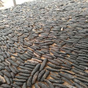  Concombre De Mer Seche Du Senegal - fruits et légumes bonjour,  je vend du concombre de mer bien s&egrave;che ,  je suis au s&eacute;n&eacute;gal en cas de besoin veillez me contacter .