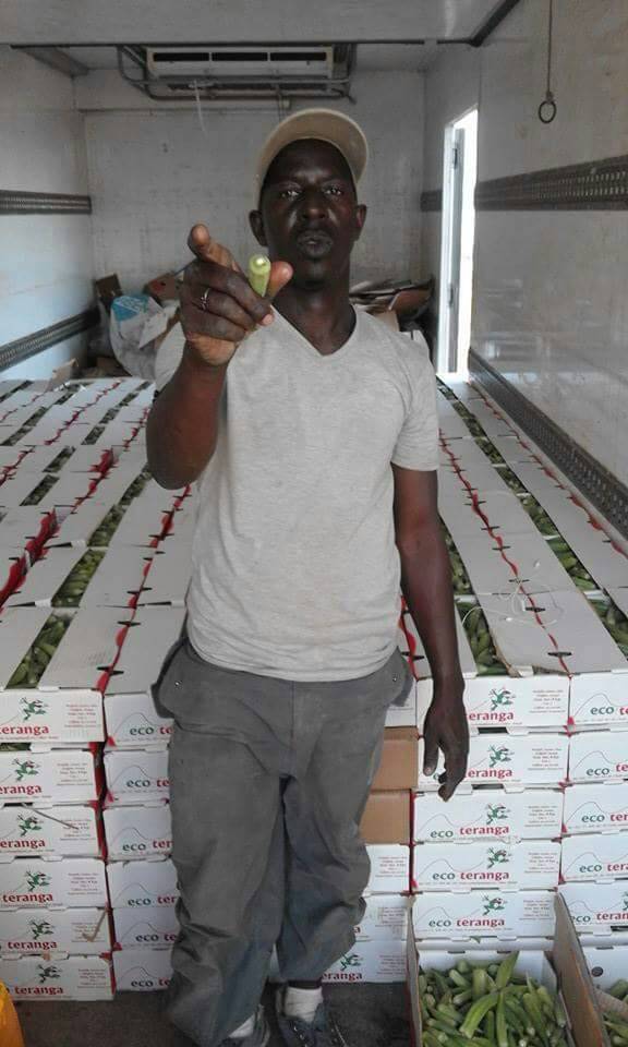  Gombon Du Senegal - fruits et légumes je peux vous fournir le gombo du sénégal trier nettoyer et conditions dans des cartons de 6 kg.  en cas de besoin veillez me contacter.