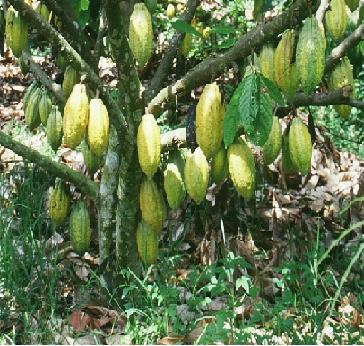  Pisteur Achat De Cacao - café cacao thé nous avons un reseau de pisteurs d achat de cacao très sérieux dans la région de duékoué. nous pouvons récolter jusqu'à 100 tonne par mois. contactez nous si vous etes un bon acheteur
