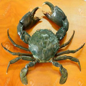  Green Mud Crab - crustacean shell hello,  we search green mud alive from any country in asia or africa,  big quantity and good prices required,  send me your offers ,  thanks