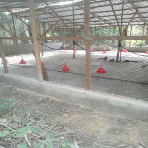  Construction De Ferme Avicole - animaux vivants pour la construction de vos ferme avicole. contactez nous. nous avons une &eacute;quipe de menuisier exp&eacute;riment&eacute; dans le domaine.----