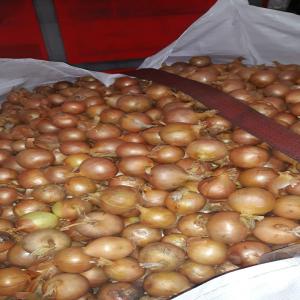 Oignons Jaune Calibre 40/60 - fruits et légumes bonjour --je cherche pour le compte de mon client basé en europe des oignons jaunes calibre 40/60 tres bonne qualité.--la marchandise doit etre disponible en europe uniquement.--le chargement au magasin se fait par le client.--si le prix est correct le client s'engage avec un contrat a
