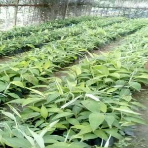  Vente De Rejetons Banane-plantain Pif Et Arbres - semence graine plant banane-plantain variété batards big ebanga mbouroukou nº3 arbres fruitiers à vendre; et main d'oeuvre qualifiée au travail,  en tant que technicien d'agriculture.