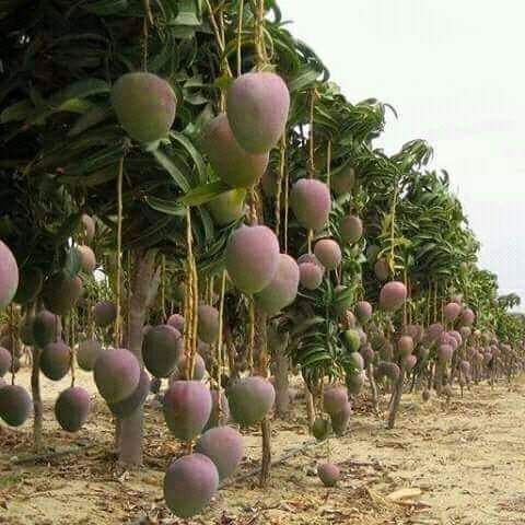  Recherche Partenaire - fruits et légumes producteur de mangue a la recherche de partenaire pour export de mangue vari&eacute;t&eacute; kent  pour tout informations contacte nous par mail,  t&eacute;l&eacute;phone ou whatsapp