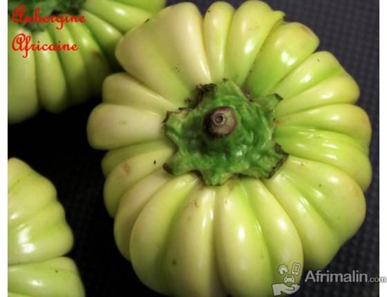 Diakhatou Du Senegal Ou Aubergine Amere - Senegal - EspaceAgro