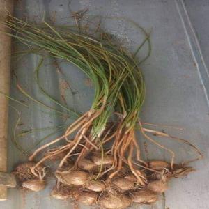  Vente De Safran De La Mancha (espagne) - épices aromates nous sommes producteurs de safran de 1ère catégorie en plein coeur de castilla la mancha en espagne,  notre safran est produit naturellement,  sans aucun produit,  et récolté manuellement. --grace à notre savoir-faire,  tout le processus de production se fait de fa&cce