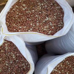  Arachide En Gros - fruits secs et graines grillées nous disposons actuellement une importante quantit&eacute; et qualit&eacute; d'arachide 73 d&eacute;cortiqu&eacute;.  emballage en 25kg ou 50kg &agrave; la demande du client. --commande minimum 19 tonnes .. --noix de cajou saison 2021 --periode- avril / juullet 2021--quantit&eacute; - 5000 ton = rev