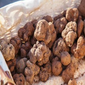  Truffes Pour Export De La Tunisie - fruits et légumes je cherche un fournisseur de truffes pour l'export à qatar et l'emirate.--merci de nous communiquer vos prix en fob. --merci