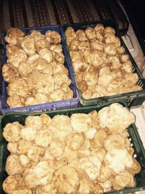  Truffes Blanches Fraîches L'exportation - champignon levure truffe blanche ou terfezia tirmania ou encore mattirolomyces --celles de la tunisie,  de la libye et de l’algérie --nous cherchons des clients à l'exportation en frais sans aucune transformation ni préparation.