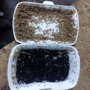  Helix Aspersa Maxima Baby Snail - live animals i am snail producer from lithuania.--i am now collecting orders for baby snails which will be shipped on march - april.--if you are interested please contact me for more details.