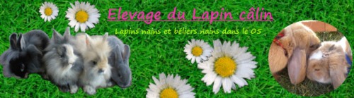  Recherche Animaux Vivants En Hollande - animaux vivants nous sommes soci&eacute;t&eacute; des elevage des animaux  nous cherchons des fournisseurs en espagne ou hollande pour des boeufs  vivants  avec de bon prix de bon qualit&eacute;