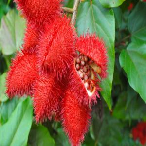  Vente De Roucou - fruits secs et graines grillées nous avons 02 tonnes de roucou en stock. veuillez-nous contacter si vous etes intéressé.--cordialement