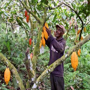  Besoin De Financement Pour La Production Du Cacao - café cacao thé je suis un agriculteur vivant à douala,  j'ai des terres agricoles et fertile produisant du bon cacao vous ne seriez pas déçu 