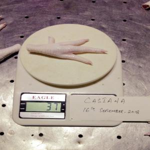  Exportation Des Pattes Des Poulets En Corée Du Su - viandes et oeufs - origine - france--- type - pattes des poulets congelés --- poids - 35 grams~  par pièces --- longueur - 13 cm ~ --- 100 % frais--- consomation humaine--- congélation stockage - - 18°c--- norme et certification en corée du sud --