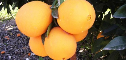  Oranges Navels - fruits et légumes bonjour,  --nous somme producteurs et exportateurs des agrumes tunisiennes. --on dispose d'une bonne récolte de navel destiné pour l'export. --conditionnement - carton de 15 kg. --merci de nous contacter.----cordialement. --
