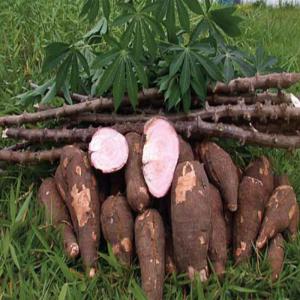  Production D'attieke -partenariat - Investissement capitaux recherche partenariat pour l'implantation d'une unit&eacute; de production pour de l'attieke de qualit&eacute; &agrave; vendre &agrave; l'export,  avec une &eacute;quipe qualifi&eacute;e et exp&eacute;riment&eacute;e 