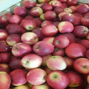  Les Pommes Fraiches En Gros Tres Bonne Qualite - fruits et légumes nous faisons du jardinage intensif. nous cultivons et fournissons des pommes qui répondent aux normes de qualité modernes. nous sommes ouverts aux partenariats avec différents groupes d’acheteurs grossistes. nous construisons des relations contractuelles et établissons de