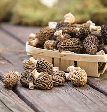  Morille Sauvage Champignon Levure - vegetable matter la morille de turquie  morchella conica  prix 1er qualit&eacute; gros calibre 240  exw 2eme qualit&eacute; petit calibre 200  exw pied de morille 85  exw prix cif-cip a negocier acheteur s&eacute;rieux svp. possibilit&eacute; de voir marchandise sur place en turquie 