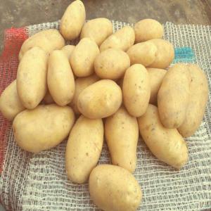  Potato, Dates,onion, Garlic.. Ect - fruits and vegetables we are a fruits and vegetables export company exports to worldwide potato,  dates,  onion,  garlic .....--we are a leader company and we have quality with best price.