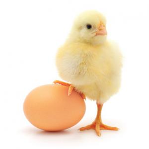  Achat Des Parentaux Ross 308 - animaux vivants bjr.--je suis un vendeur de poussin chair et dinde et matériel avicole .--je cherche a acheté des parentaux ross 308 et but 6 et premium big 9 en  tunisie et en europe 