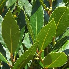  Vente De Plants De Laurier Sauce. - semence graine plant nous livrons à l'international des petits plants de lauriers sauce âgés de 6 à 1 an.--nos plans sont bien entretenu et pret à etre exporter . --nous joindre pour commande et autres informations.
