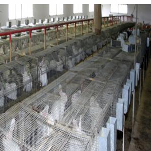  Vente Des Lapins En Gros - animaux vivants vente des lapins en gros. pour plus d‘informations veuillez nous contacter.--lapin--lapis--vente du lapin au maroc--vente des lapins au maroc
