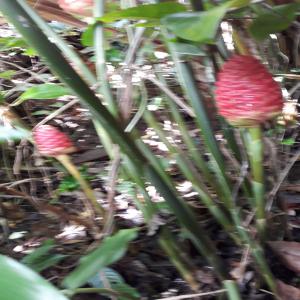  Fleurs Exotiques - horticulture plante biocarburant souhaite contacteur clients pour la vente de  fleurs exotiques origine guadeloupe - alpinia fleurs porcelaine balisier production locale 