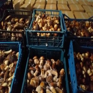  Boletus Edulis Cogeles Et Secs - champignon levure nos boletus edulis ne sont r&eacute;colt&eacute;s que dans les r&eacute;gions &eacute;cologiques de l'ukraine (carpates,  carpates,  transcarpates,  volhynie). avec une technologie bien pens&eacute;e,  le frais n est pas tr&egrave;s diff&eacute;rent d un champignon blanc congel&eacute;. mais vous pouvez