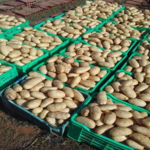  Pomme De Terre Spunta - fruits et légumes bonjour,  --nous sommes producteurs et exportateurs de plusieurs types de fruits et l&eacute;gumes. --pour le moment on peut vous offrir des pommes de terre de tr&egrave;s haute qualit&eacute;. --packaging - sac de 25 kg 