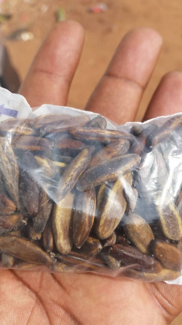  Semences D'ébène Vendre - semence graine plant semences ou graines d'ébène a vendre à 35  la pièce négociable selon la quantité,  respect des délais de livraison