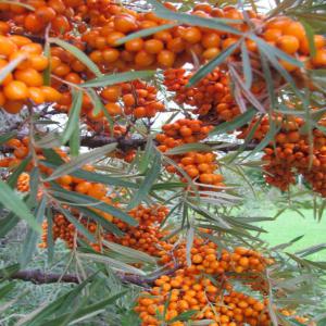  80 Produits D'argousier Ou Issue De L'argousier - fruits et légumes nous cultivons et transformons de l'argousier en 80 produits---jus,  thé,  confitures,  marinades,  produits congelés,  et des bases d'huiles d'argousier pour les cosmétiques ou neutraceutiques