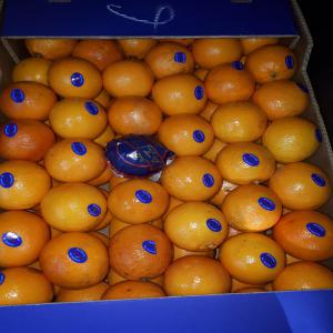  L'exportation De L'orange Maltaise De Tunisie - fruits et légumes notre société import export fait de l'exportation de l'orange maltaise de tunisie , un de nos meilleurs produits.contactez nous au plus vite pour avoir la meilleure offre en orange maltaise cette année.