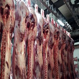  Viande Fraiche Sacrifiée Halal, Veaux, Betail - viandes et oeufs notre société est dédiée à l'exportation de viande fraîche congelée,  ainsi que de veaux et d'agneaux vivants d'espagne vers des pays tels que la libye,  le liban,  l'algérie,  l'égypte ou la turquie. de la meme manière,  nous avons une