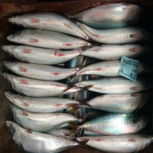  Offre Maquereau Du Pacifique Congelé - poissons nous sommes en train de charger----maquereau du pacifique wr congelé,  10kgs / ctn,  100% en poids net.----nom latin- scomberjaponicus--zone de capture- mer du japon.--taille- 300-400 et 500 g. poids -  + 30cm--quantité totale- 1700 mt = 68 conatiner 40'--quantité par 40' = 25 mt-