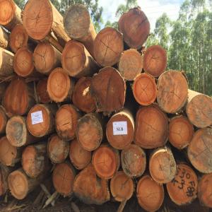  Bois D'eucalyptus Fsc 25+ 30+ 35+ 40+ - bois charbon fibre eucalyptus woods logs--5 m and + 30 cm free trim----à l'exception des pays suivants- iran,  syrie,  corée du nord,  somalie,  cuba,  soudan,  république démocratique du congo,  zimbabwe,  russie,  biélorussie et ukraine,  uniquement sur déclaration préalable et