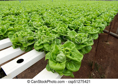  Hydrauponie - fruits et légumes je a la recherche d'un partenaire dans l domaine d'agronomie ,  l'idee de projet est d'installer un systeme hydrauponic de production de (laitue ,  basiic ,  persil,  chou-fleur etc ...--le projet est de produire des laitues fraîches et en abondance en raccourcissant les cycles de croissance (donc