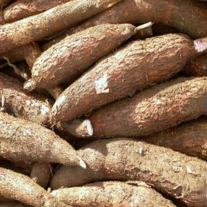  Produit Vivriers - féculents bonjour monsieur/madame, ----nous sommes une structure basée en cote d'ivoire en collaboration avec nos coopératives.--nous avons une importante quantité de manioc dont la variété vous permet de faire tout types de produits qui en dérivent (attiék&eacu