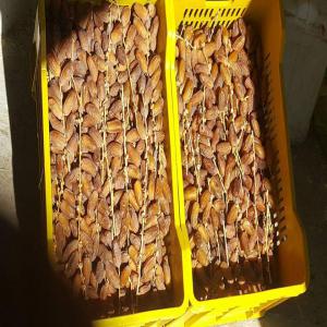  Dattes Deglet Nour Naturelletunisienne - fruits et légumes deglet nour naturelle catégorie 1 produit au sud tunisien à kebili.--produit de la saison 2018/2019 garantie sans problèmes.--inspection de nos fermes et frigo possible.--