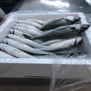  Daurade Tunisienne D'élevage - poissons nous sommes une soci&eacute;t&eacute; d'&eacute;levage des poisons en mer --nous cherchons des clients pour achats de nos produits seabrem  et seabass de calibre 300 400 g .400.600g et 600.800g--