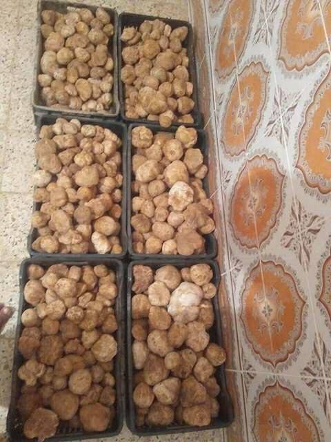  Algerian Truffles - fruits and vegetables algerian truffles freshly harvested from the south of the sahara,  delivery is at the airport or port of algiers,  with the possibility of delivering to the customer's site in europe.