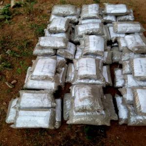  Vente De Concombre De Mer - coquillage crustacé producteur et vendeur de concombre de mèr en poudre ou à l'état naturel --recherche des clients pour concombre de mèr--250 kg disponible actuellement et sur forme naturel --prix par kg discutable --conditions tarifaires - prix par kg négociable --restrictions - cam