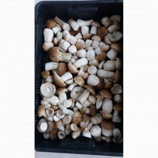  Les Fruits Et Boletus Congeles - fruits et légumes nous livraison les fruits congelé avec de grandes parties à des fabricants et à des commercants pour- mises à niveau du produit dans les classes requises,   traitement en fonction des besoins de ses clients,  retraitement sous sa propre marquee,  utilisation dans la producti
