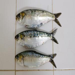  Vendre Du Poisson Congelé - poissons nous sommes un groupe de congélation,  de traitement et de commercialisation  nommé sozacop sarl et congelados pesca,  situées à dakhla (sud du maroc).-- notre unité peut vous fournir tous les produits d'origine marine. par exemple ---- les poissons pélagiques