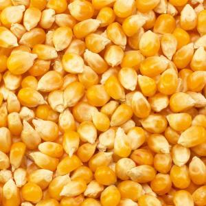  Maï Vendre - fruits secs et graines grillées maï jaune à vendre plus de 400tonnes à 11 5000f la tonne c'est-à-dire 115f/kg plus informations