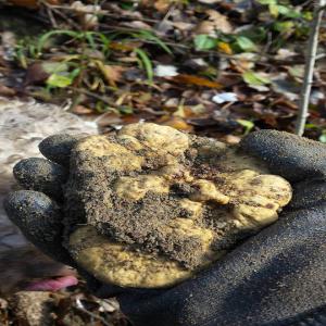  Truffes Blanches Noire - champignon levure bounjour,  nous sommes une famille de trufficulteurs. --je vous contactez pour savoir si vous etez intéressé pour un approvisionnement en truffles noire/blanches,  pour le période qui commence de mi-juin à fin décembre 2021.--nous produits sont 100% naturel,  --nos pr
