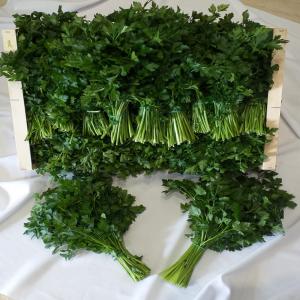  Persil Fraiche - fruits et légumes herbes fraîche,  persil,  menthe et coriandre,  directement du champ (espagne),  sans intermédiaire,  --bottes de 65g à 0.10 .