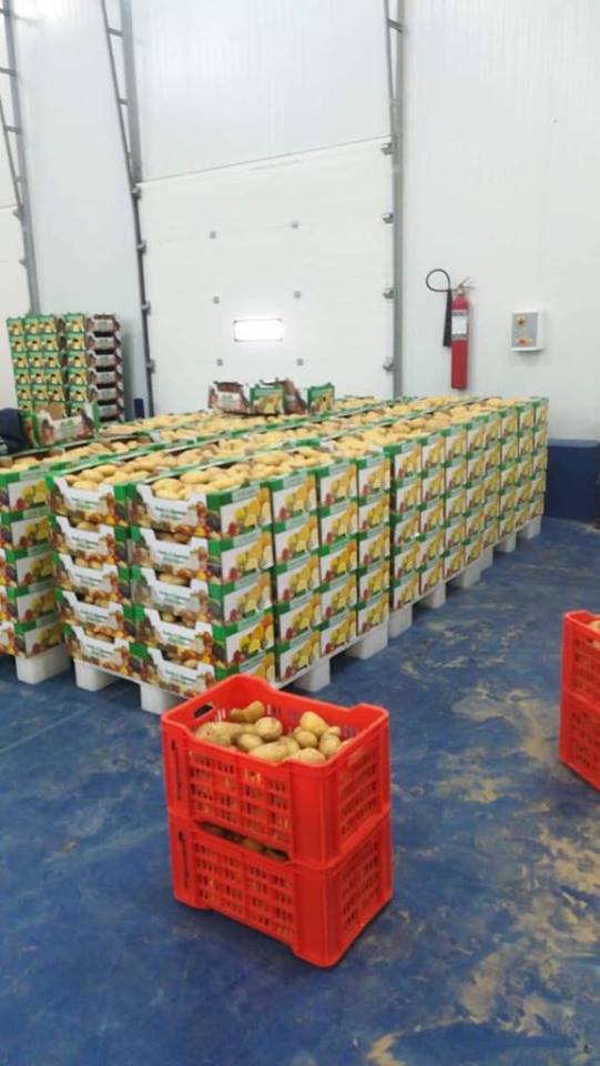  Pomme De Terre Luxe - fruits et légumes vente des produits agroalimentaires cherchant des clients s&eacute;rieux qui s int&eacute;ressent &agrave; des produits d'exportation ,  algerie comme les l&eacute;gumes - les pommes de terre,  tomates,  oignons,  etc. au cas où vous seriez int&eacute;ress&eacute;s merci de nous contacter par mail pour 