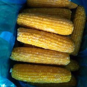  Maïs Sucré Congelé Entier Et Épi De Maïs Sucré - semence graine plant nom du produit grade a ferme fournisseur de restauration rapide exportation de maïs coup&eacute; congel&eacute;--vari&eacute;t&eacute; --1. iqf maïs sucr&eacute; entier,  doux moyen- taille- 16-18 cm,  18-20 cm,  brix- 8-10,  vari&eacute;t&eacute;- chine n &deg; 2,  tiandan----2. maïs sucr&eacute; entier