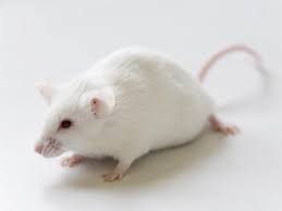 VENTE DE SOURIS BLANCHES POUR LABORATOIRE - 5000 Frs CFA le couple - 300 -  Senegal grossiste Recherche de client - Espaceagro