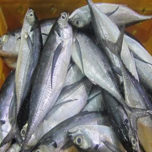  Frozen Fish For Africa Poisson Congelé - fish we can supply the following fish products---horse mackerel--mackerel--tilapia--hake--sardinella etc--please do get in touch on whatsapp for more information.--our payment terms are 30/70 or lc at sight.